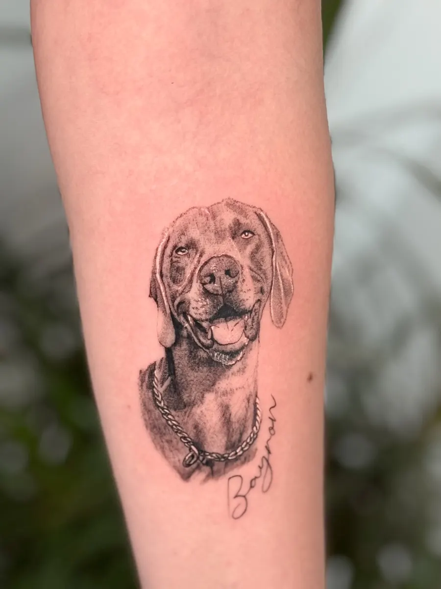 Retrato de braco de Weimar en microrrealismo negro y gris en el antebrazo, con el nombre Bayron en cursiva fina